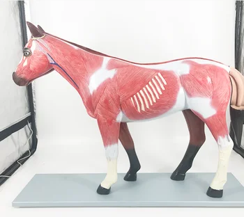 Размер 1:1 Сборка лошади Биология животного Анатомическая модель органа Медицинская Обучающая модель YA-A5010
