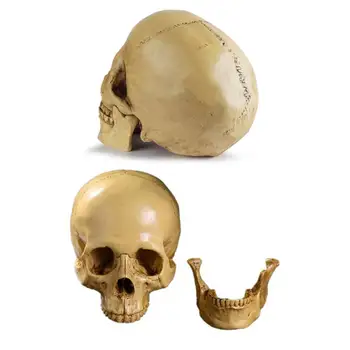 Модель черепа в натуральную величину, реалистичная съемная нижняя челюсть, обучающий студент-анатомист, украшение в виде черепа из смолы на Хэллоуин